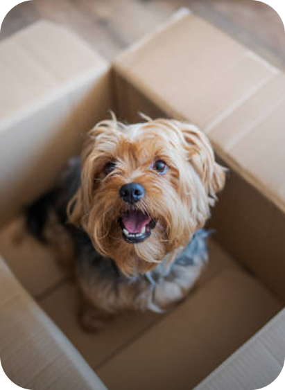 Pet Delivery